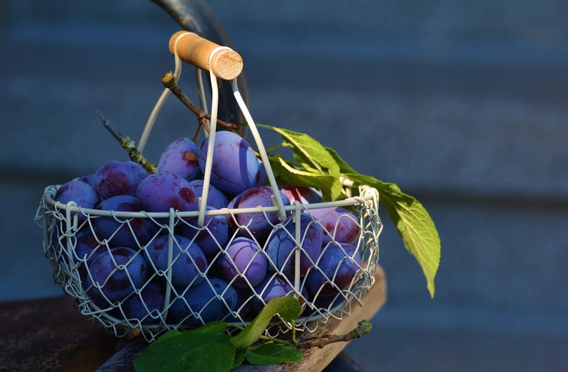 Hanging Basket